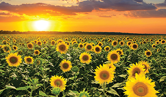 Sunflowers at sunset in Kansas